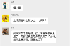 芦荟种植技术交流群