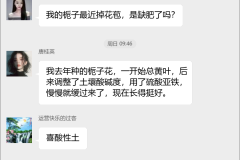 栀子花种植技术群