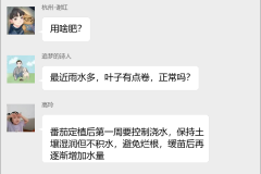 番茄种植技术群