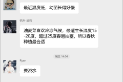 油麦菜种植技术群