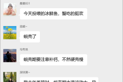 梭子蟹养殖技术群