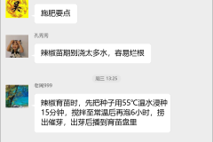 辣椒种植技术群