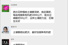 西兰花种植技术群