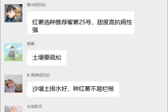 红薯种植技术群