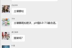 豌豆种植技术群