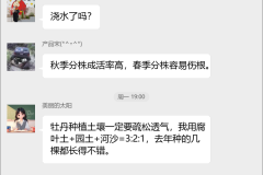 牡丹种植技术群