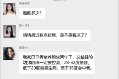 巴马香猪养殖群