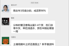 菊花种植技术交流群