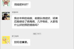 线椒种植技术群