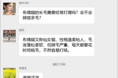 猫咪品种交流群