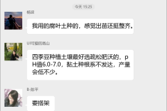 四季豆种植技术群