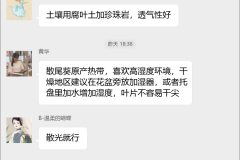 散尾葵种植技术交流群