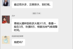 青椒种植技术群