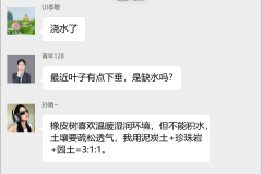 橡皮树种植技术群