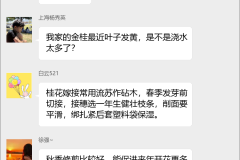 桂花种植技术交流群