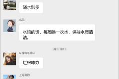 绿萝种植技术交流群