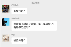 李子种植技术群