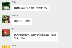 朝天椒种植技术群