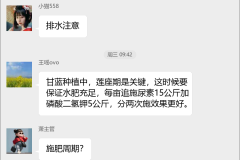 甘蓝种植技术群