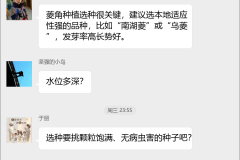 菱角种植技术群