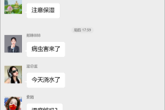 芹菜种植技术群