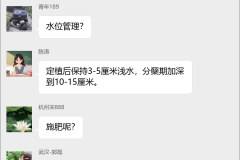 茭白种植技术群