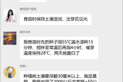 哈密瓜种植技术群