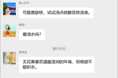 无花果种植技术群