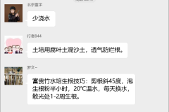 富贵竹种植技术群