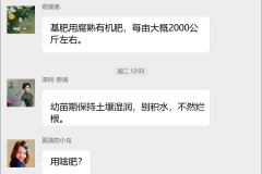 大葱种植技术群