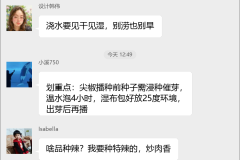 尖椒种植技术群