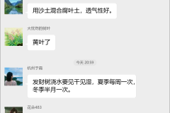 发财树种植技术群