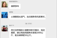 荷兰豆种植技术群